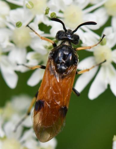 Arge melanochra